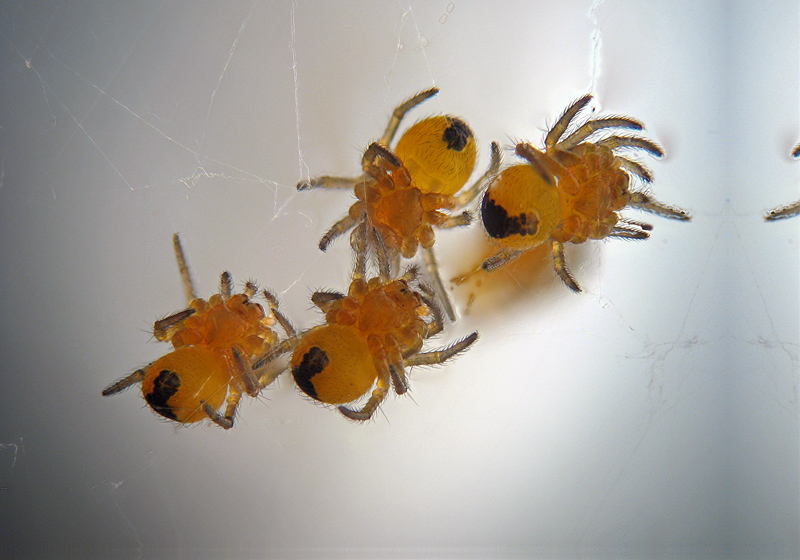 Araneus neonati